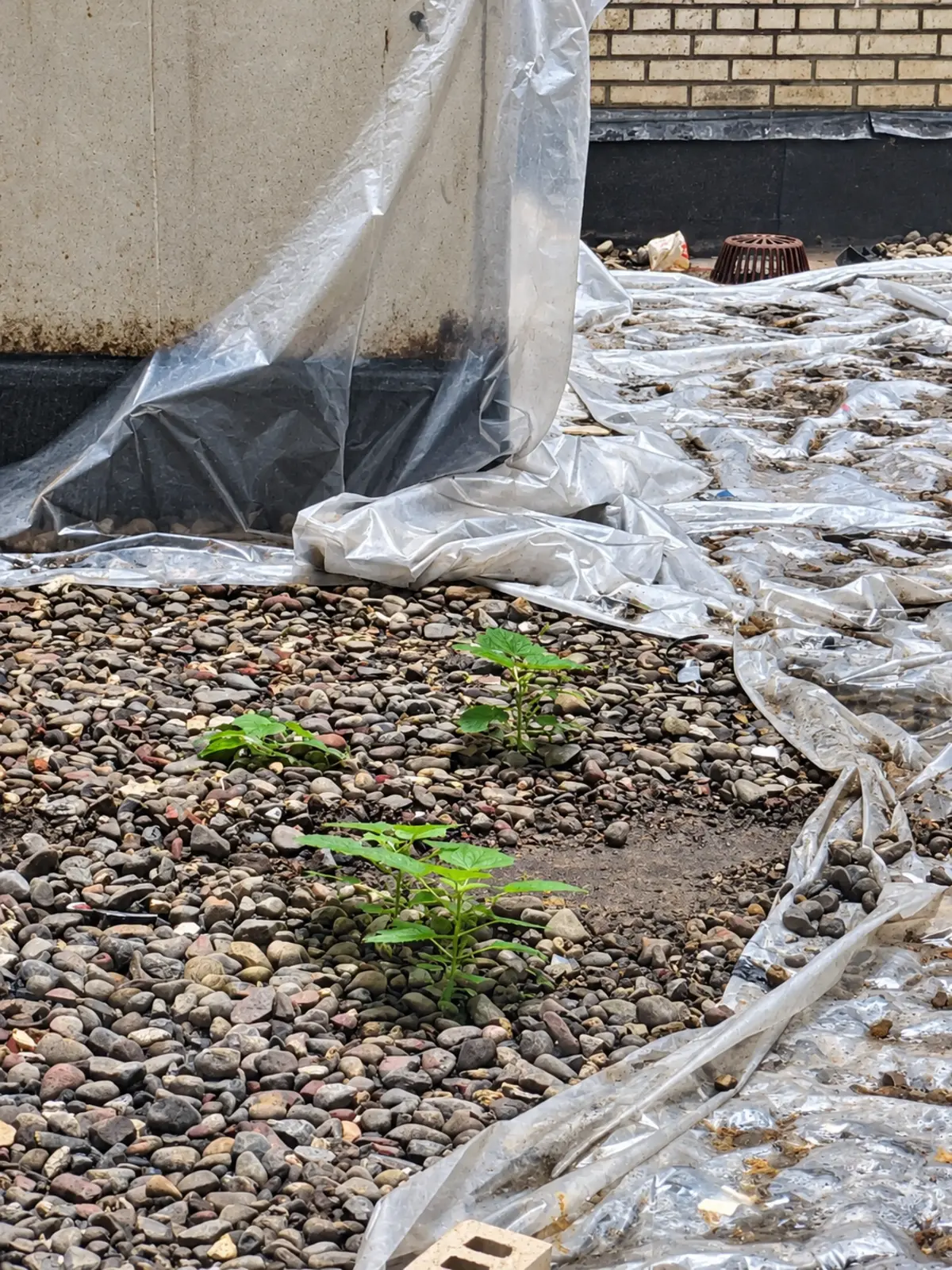 Courtyard surface before renovation